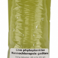 Phytoplankton Nannochloropsis gaditana 100 mL