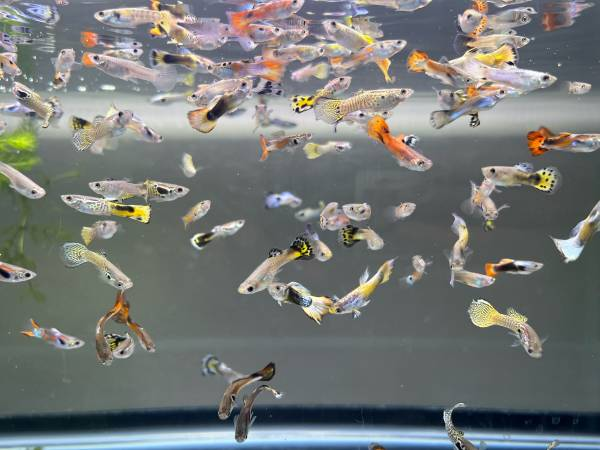 Multicoulored Guppy