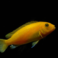 Red zebra cichlid ( Metriaclima estherae ) 6cm +