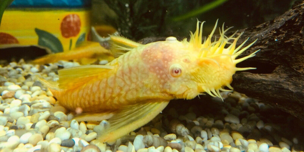 Albino Bristlenose Pleco 2 to 3 cm