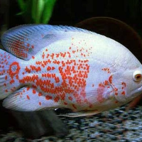 Albino Oscar ( Astronotus ocellatus )