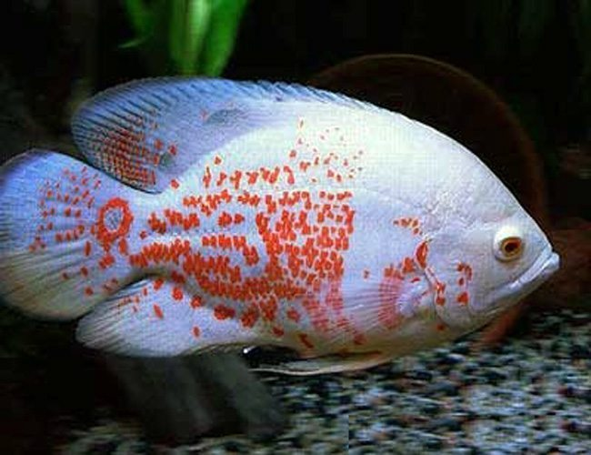 Albino Oscar ( Astronotus ocellatus )