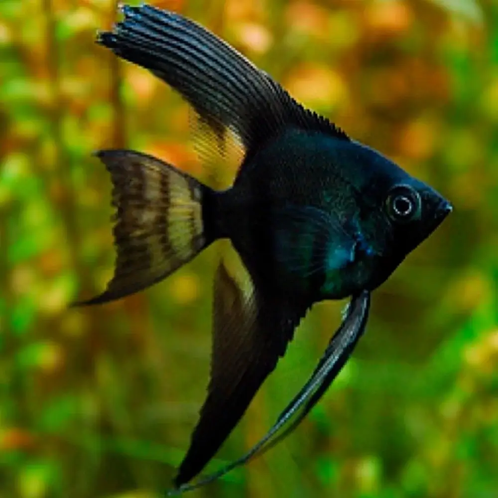 Black Angelfish ( P. Scalare ) 3-4cm