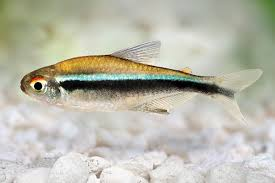 Black Neon Tetra