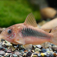 Bronze Corydoras (Corydoras aeneus)