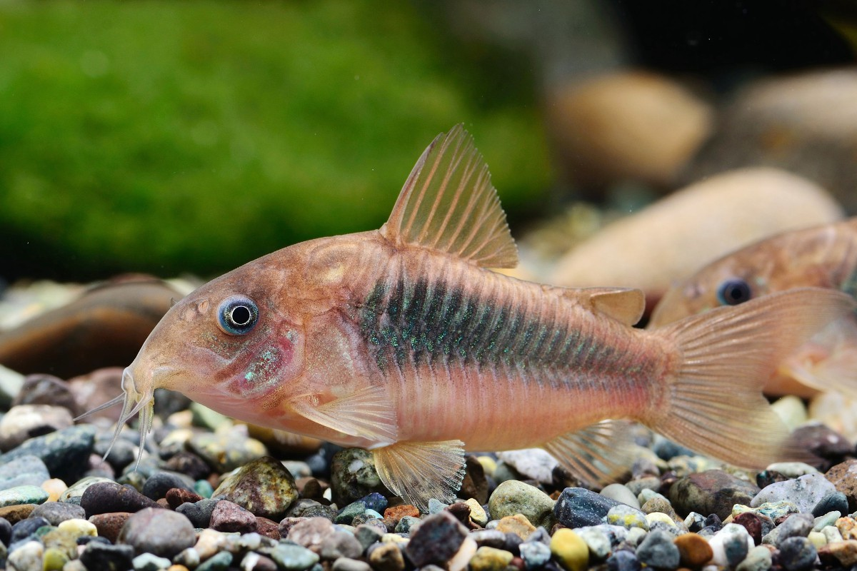Bronze Corydoras (Corydoras aeneus)