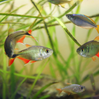 Buenos Aires Tetra ( Hemigrammus Caudovittatus )