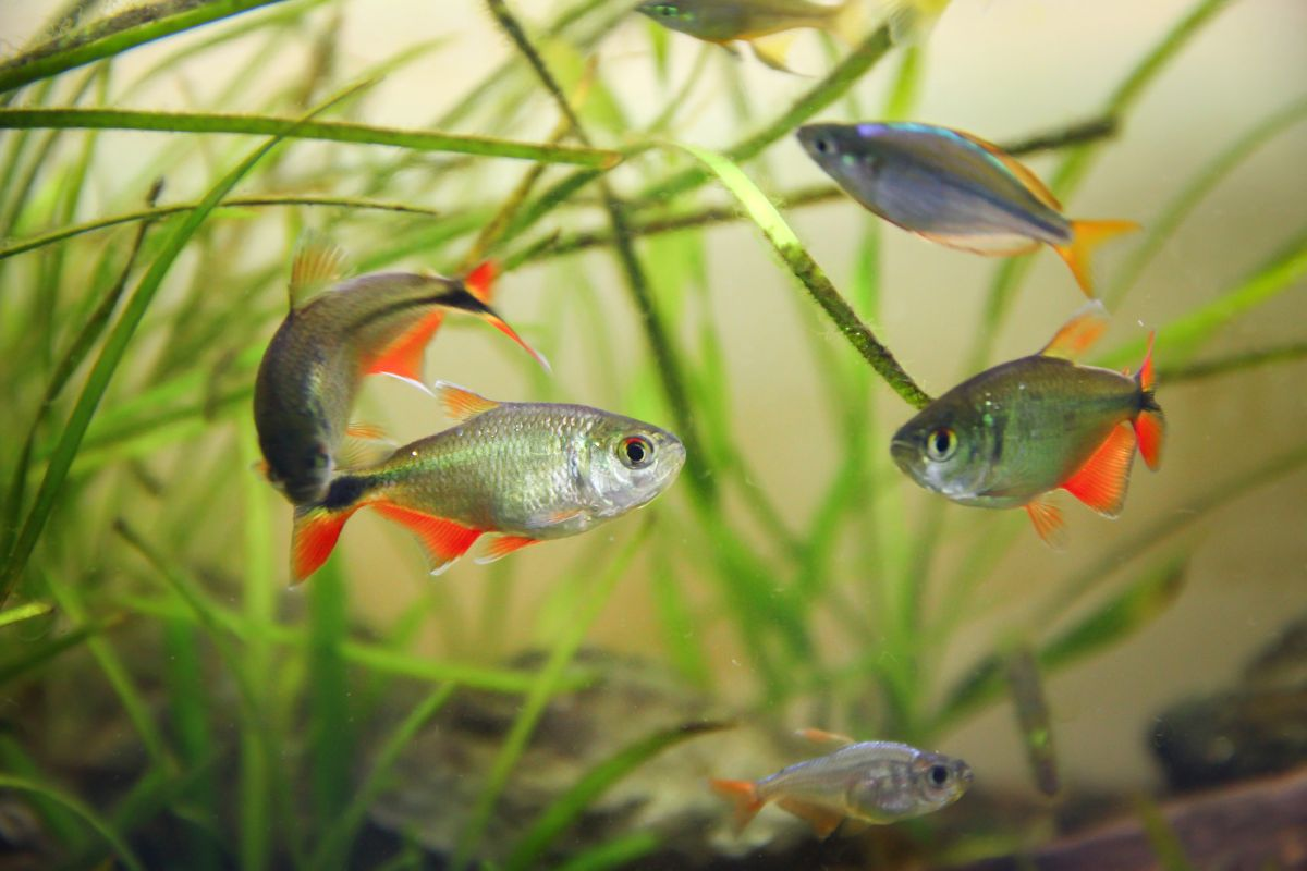 Buenos Aires Tetra ( Hemigrammus Caudovittatus ) 2.2cm