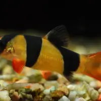 Clown Loach ( Chromobotia macracanthus )