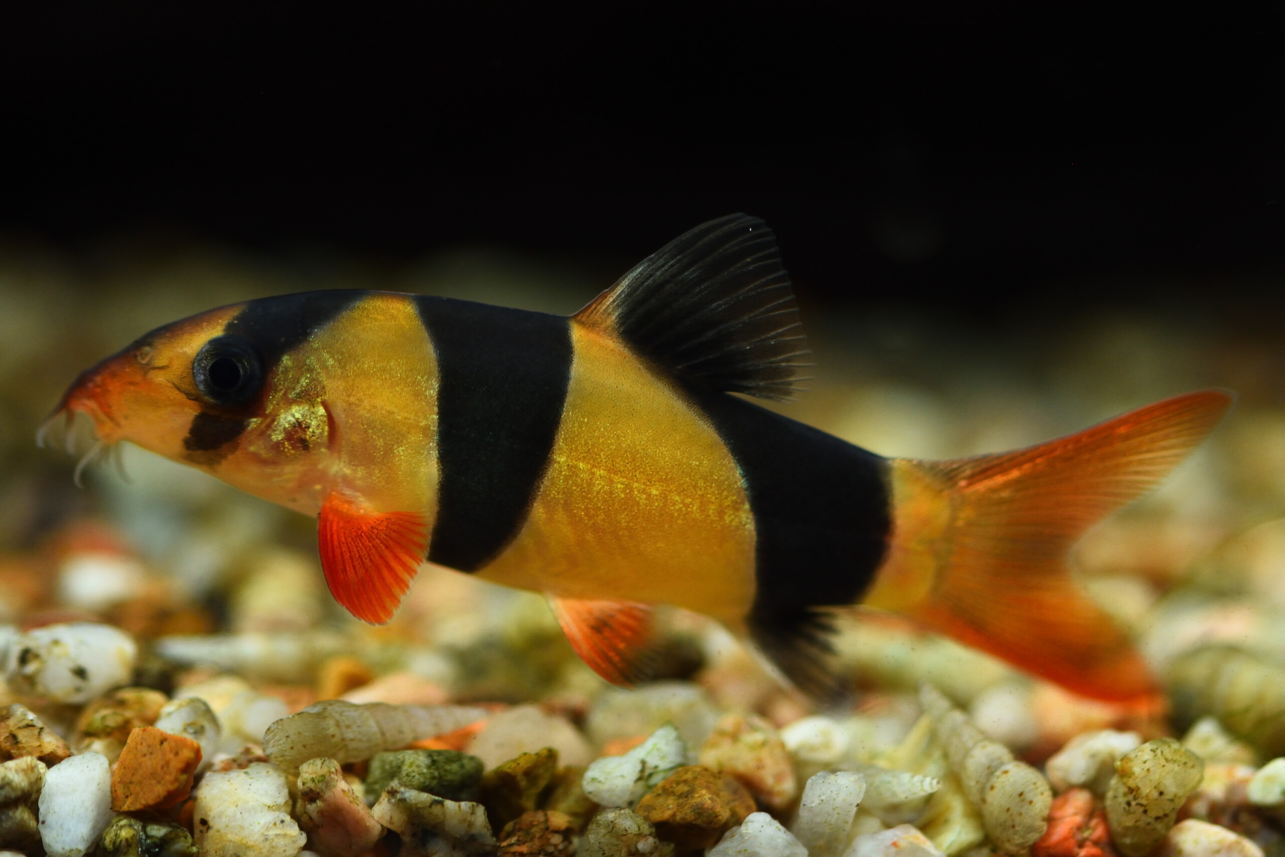 Clown Loach ( Chromobotia macracanthus )