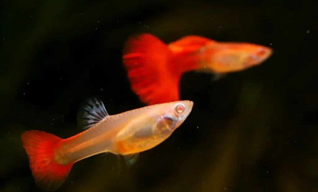 Full Red Guppy Albino