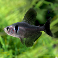 Black Phantom Tetra (Hyphessobrycon megalopterus)