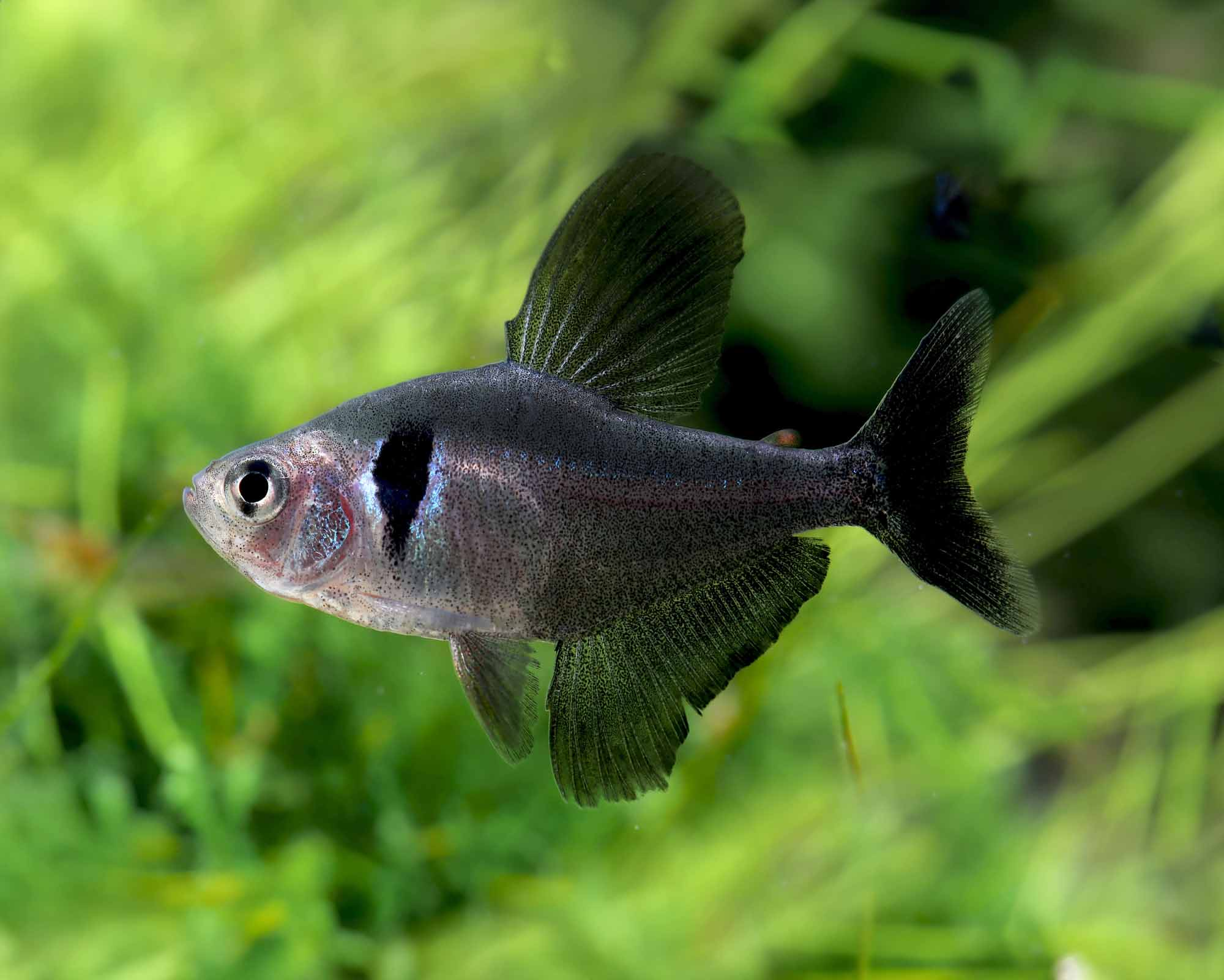 Black Phantom Tetra Fish
