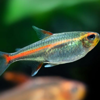 Glowlight Fire Neon Tetra ( Hemigrammus Erythrozonus) 2.5cm