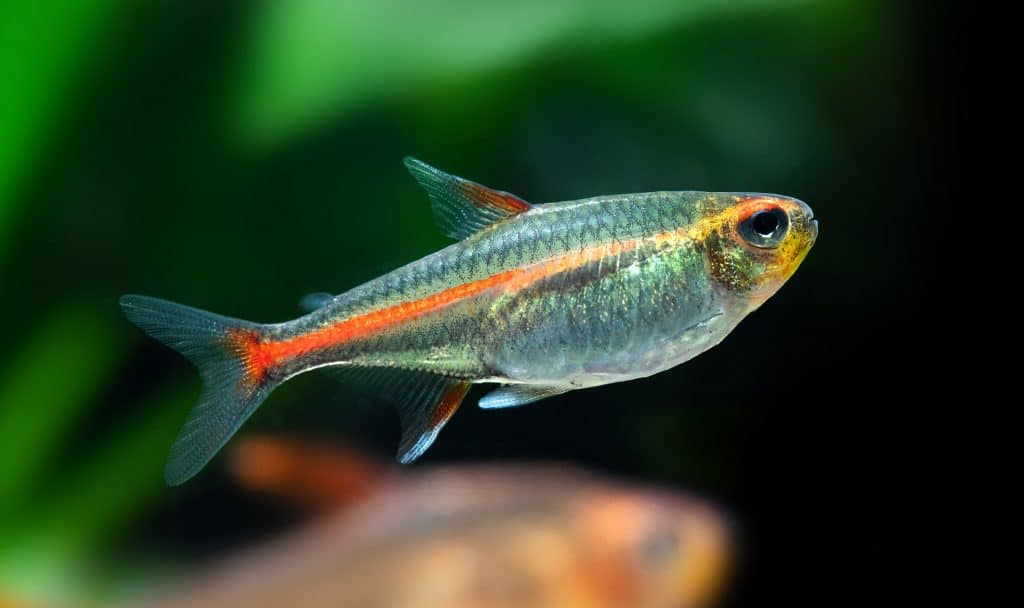 Glowlight Fire Neon Tetra ( Hemigrammus Erythrozonus) 2.5cm