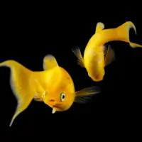 Gold Molly (Poecilia sphenops)