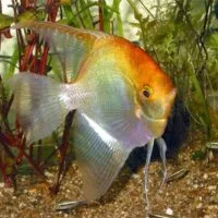Angelfish