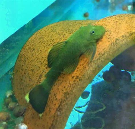 Green Dragon Bristlenose Pleco Rare ( 3cm +)