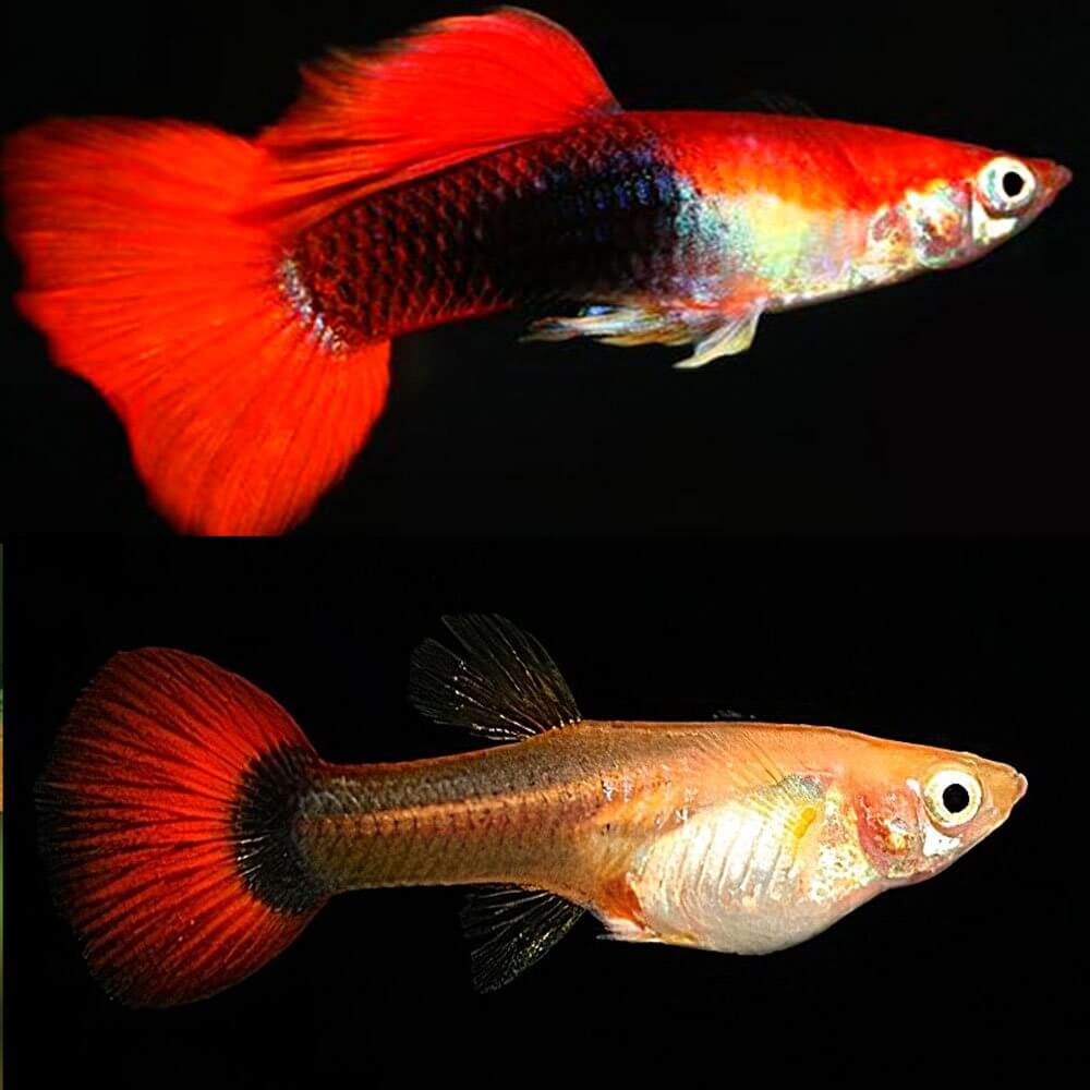 Guppy Tuxedo Red ( Poecilia reticulata )
