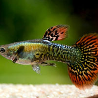Guppy Red Mozaik (Poecilia reticulata)