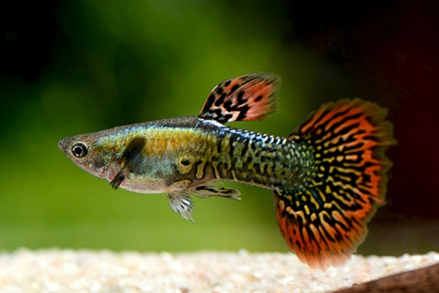 Guppy Red Mozaik (Poecilia reticulata)