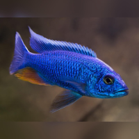 Electric Blue Hap Ahli (Sciaenochromis fryeri)