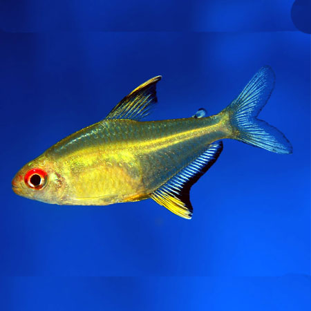 Lemon Tetra 2.1cm