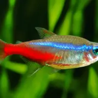 Neon Tetra