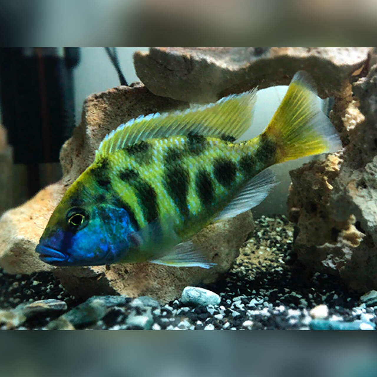 Venustus Cichlid ( Halochromis Venustus )