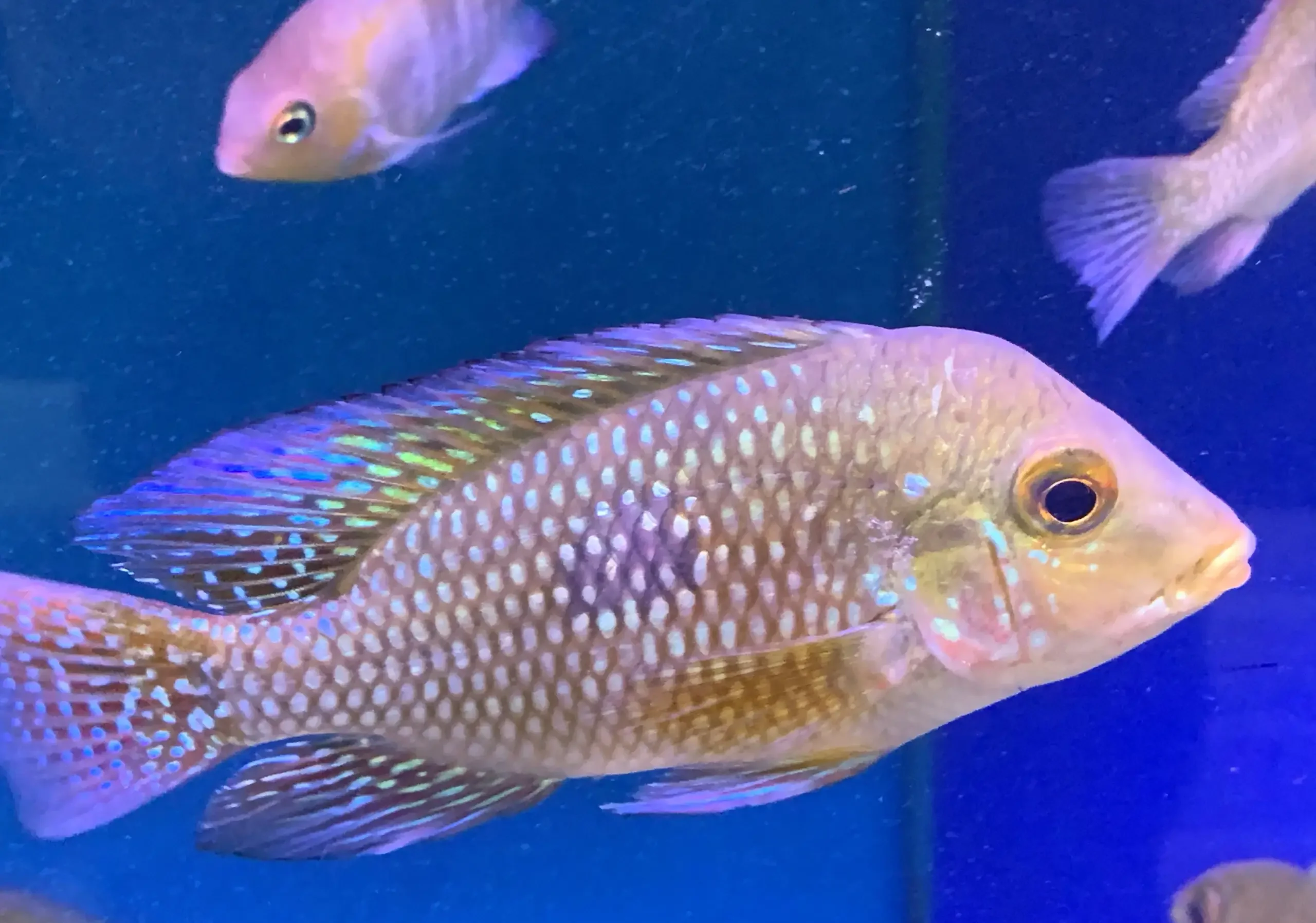 Pearl cichlid ( Geophagus Brasiliensis )