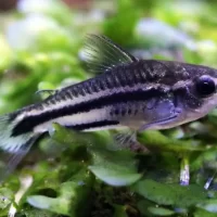 Pygmy Corydoras ( Corydoras-Pygmaeus ) 1.5cm