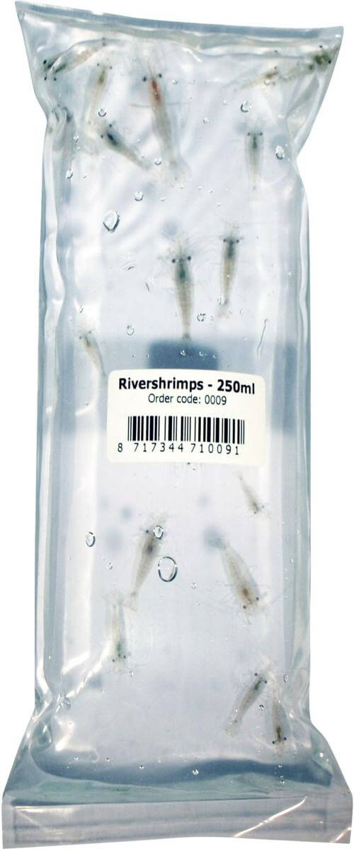 River shrimps 250 mL (+/- 10 shrimps)