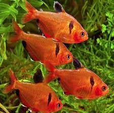 Serpae Tetra ( Hyphessobrycon Serpai )2.2cm