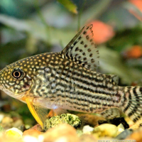 Sterbai Corydoras (Corydoras sterbai)