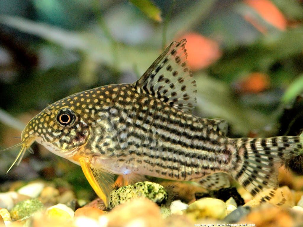 Sterbai Corydoras (Corydoras sterbai)