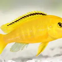 Yellow Labidochromis ( Labidochromis caeruleus ) 6cm +
