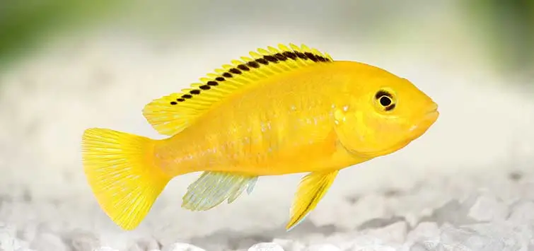 Yellow Labidochromis ( Labidochromis caeruleus ) 6cm +