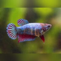 Betta Splendens Female 3cm+
