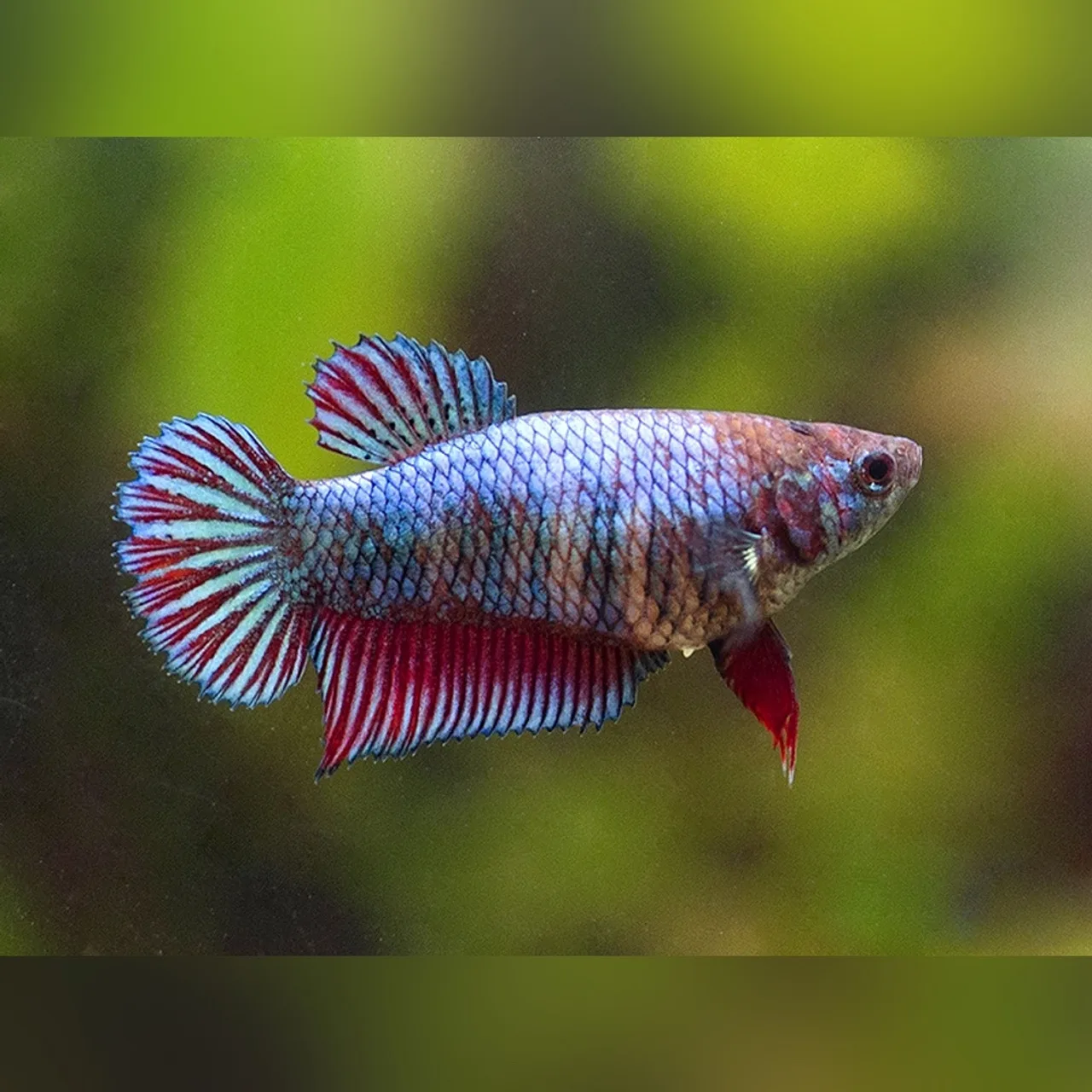 Betta Splendens Female 3cm+