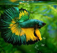 Betta