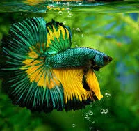 Betta