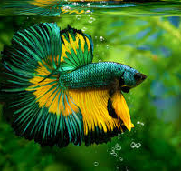 Freshwater Fish