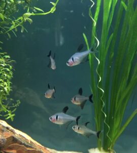 A healthy school displaying natural group behaviors in a planted habitat..
