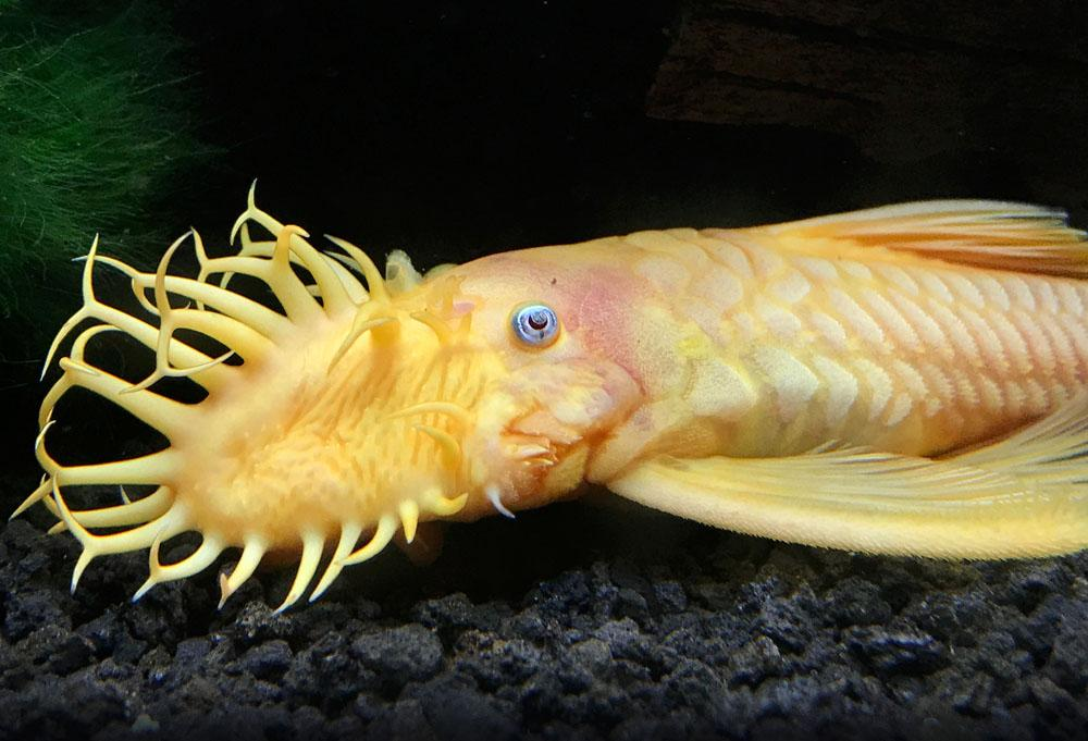 Blue Eyed Bristlenose Pleco ( L144 ) 2 to 4 cm