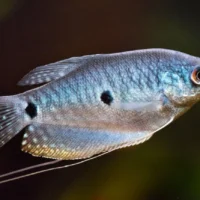 Blue Gourami (Trichopodus trichopterus)