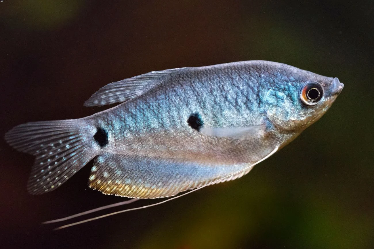 Blue Gourami (Trichopodus trichopterus)