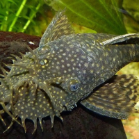 Bristlenose Pleco (Large)