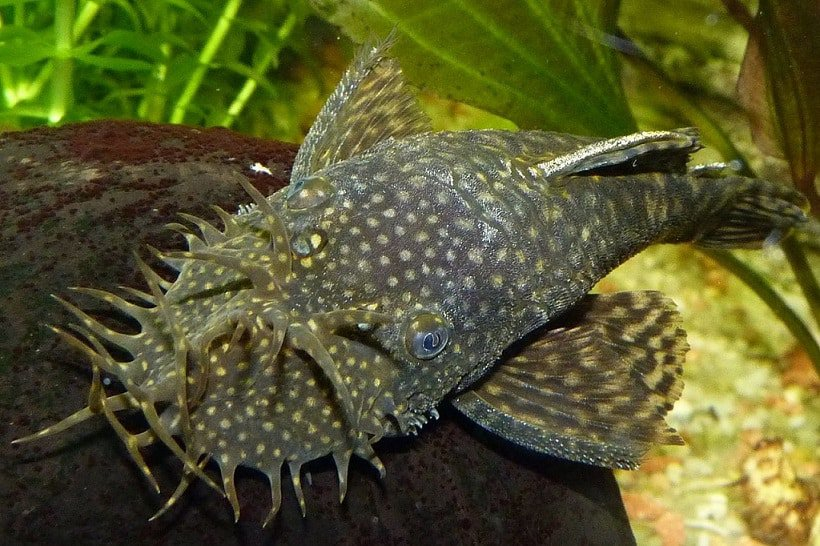 Bristlenose Pleco 2 to 3 cm