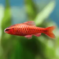 Cherry Barb (Puntius titteya)