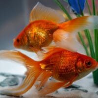 Gold Fish